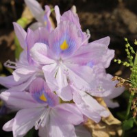 Pontederia crassipes Mart.